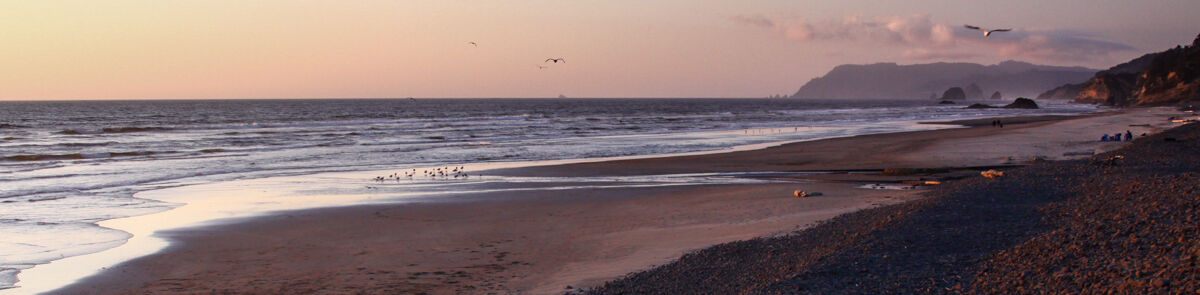 Oregon coast OOST beach, gulls 2022.jpg